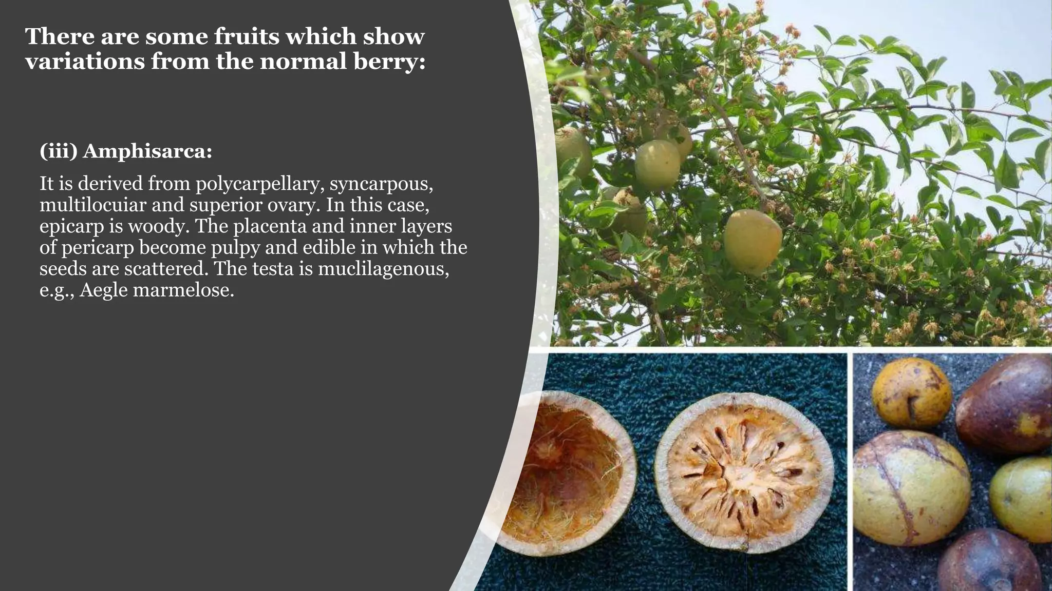 There are some fruits which show
variations from the normal berry:
(iii) Amphisarca:
It is derived from polycarpellary, syncarpous,
multilocuiar and superior ovary. In this case,
epicarp is woody. The placenta and inner layers
of pericarp become pulpy and edible in which the
seeds are scattered. The testa is muclilagenous,
e.g., Aegle marmelose.
 