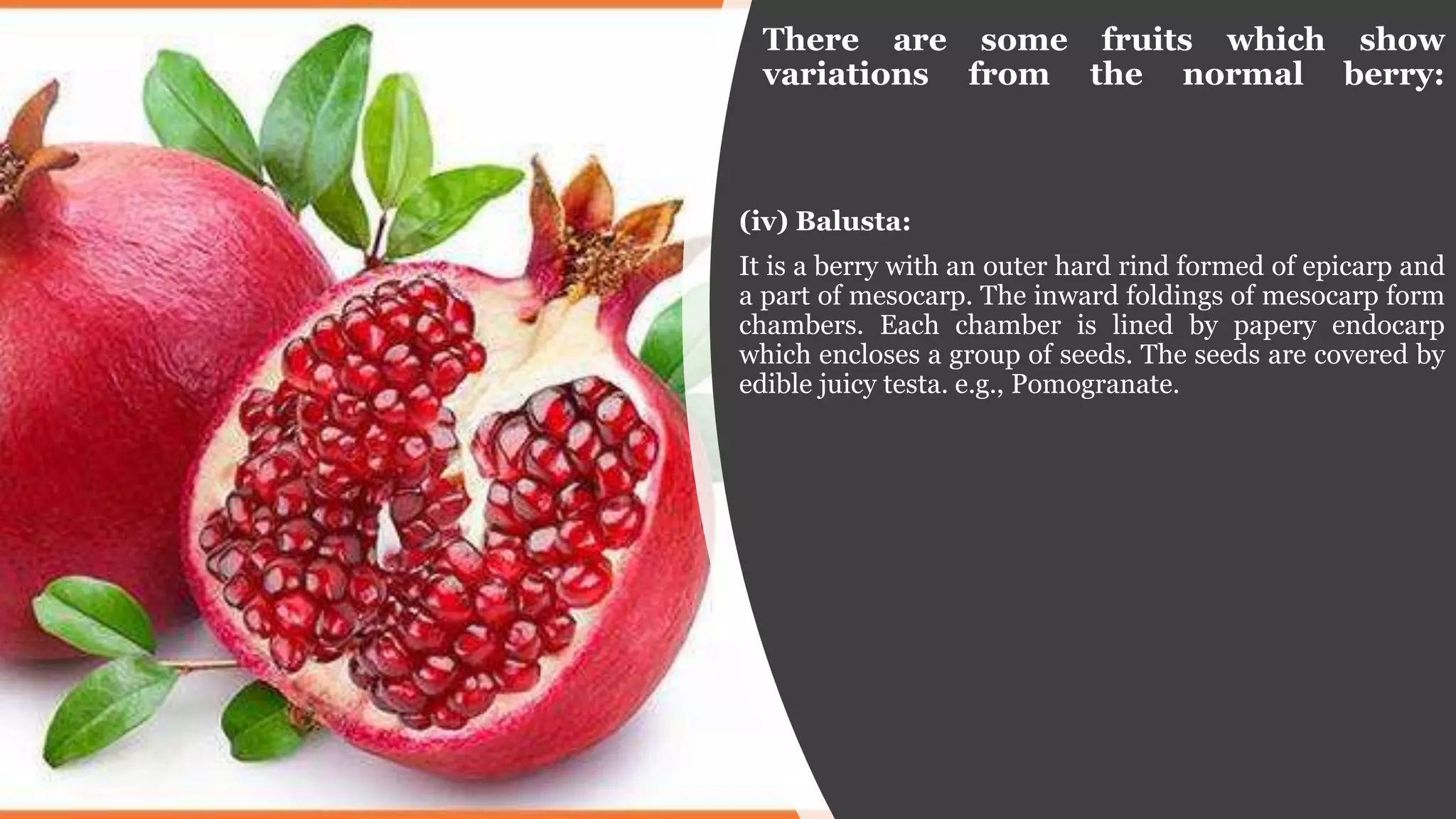 There are some fruits which show
variations from the normal berry:
(iv) Balusta:
It is a berry with an outer hard rind formed of epicarp and
a part of mesocarp. The inward foldings of mesocarp form
chambers. Each chamber is lined by papery endocarp
which encloses a group of seeds. The seeds are covered by
edible juicy testa. e.g., Pomogranate.
 
