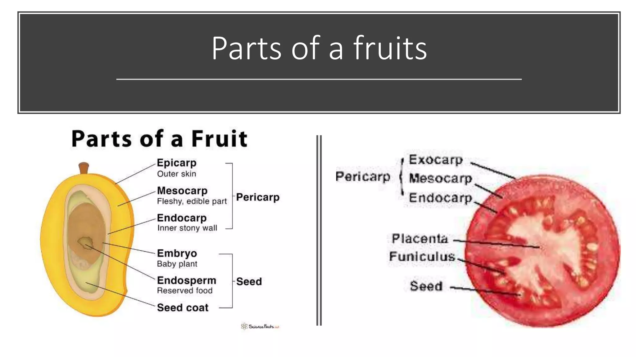 Parts of a fruits
 