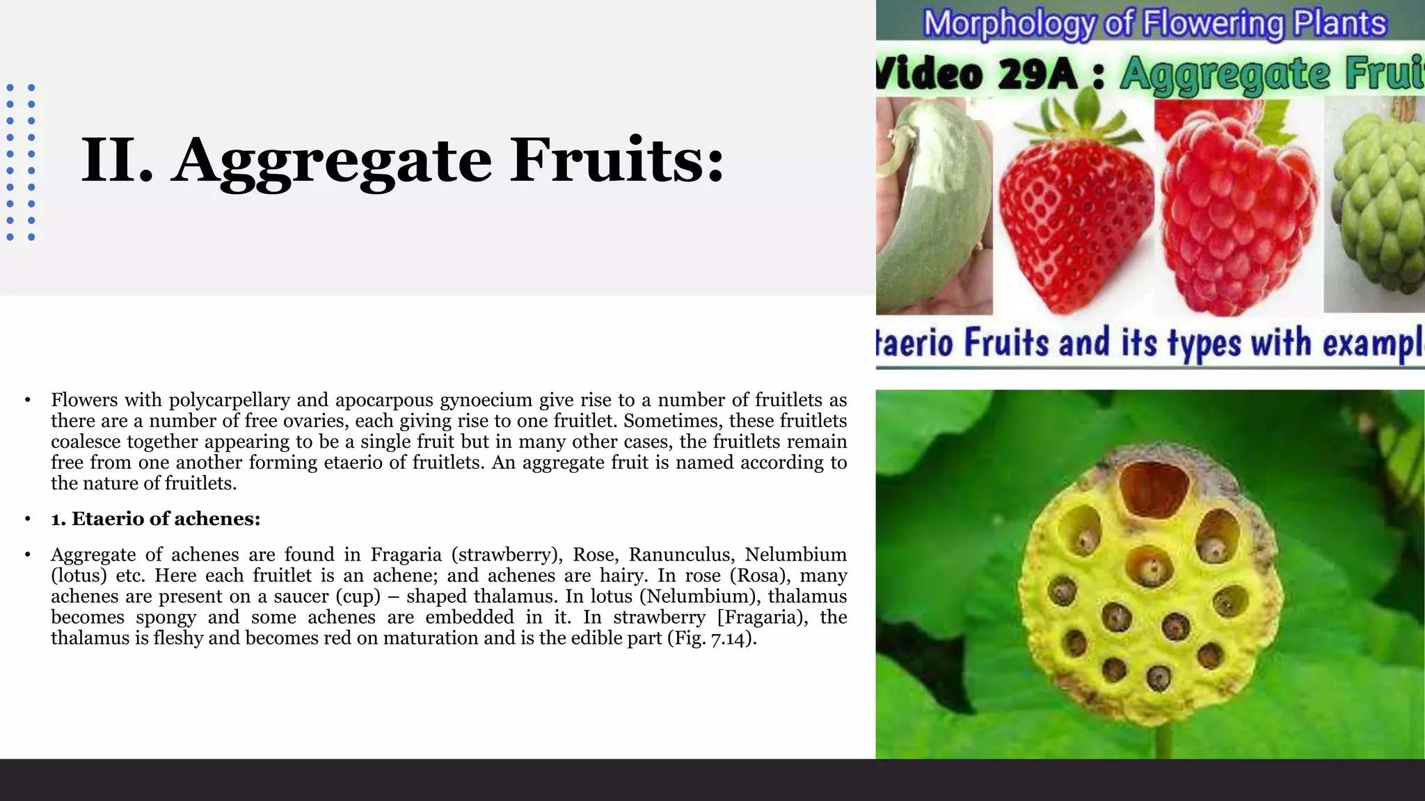 II. Aggregate Fruits:
• Flowers with polycarpellary and apocarpous gynoecium give rise to a number of fruitlets as
there are a number of free ovaries, each giving rise to one fruitlet. Sometimes, these fruitlets
coalesce together appearing to be a single fruit but in many other cases, the fruitlets remain
free from one another forming etaerio of fruitlets. An aggregate fruit is named according to
the nature of fruitlets.
• 1. Etaerio of achenes:
• Aggregate of achenes are found in Fragaria (strawberry), Rose, Ranunculus, Nelumbium
(lotus) etc. Here each fruitlet is an achene; and achenes are hairy. In rose (Rosa), many
achenes are present on a saucer (cup) – shaped thalamus. In lotus (Nelumbium), thalamus
becomes spongy and some achenes are embedded in it. In strawberry [Fragaria), the
thalamus is fleshy and becomes red on maturation and is the edible part (Fig. 7.14).
 