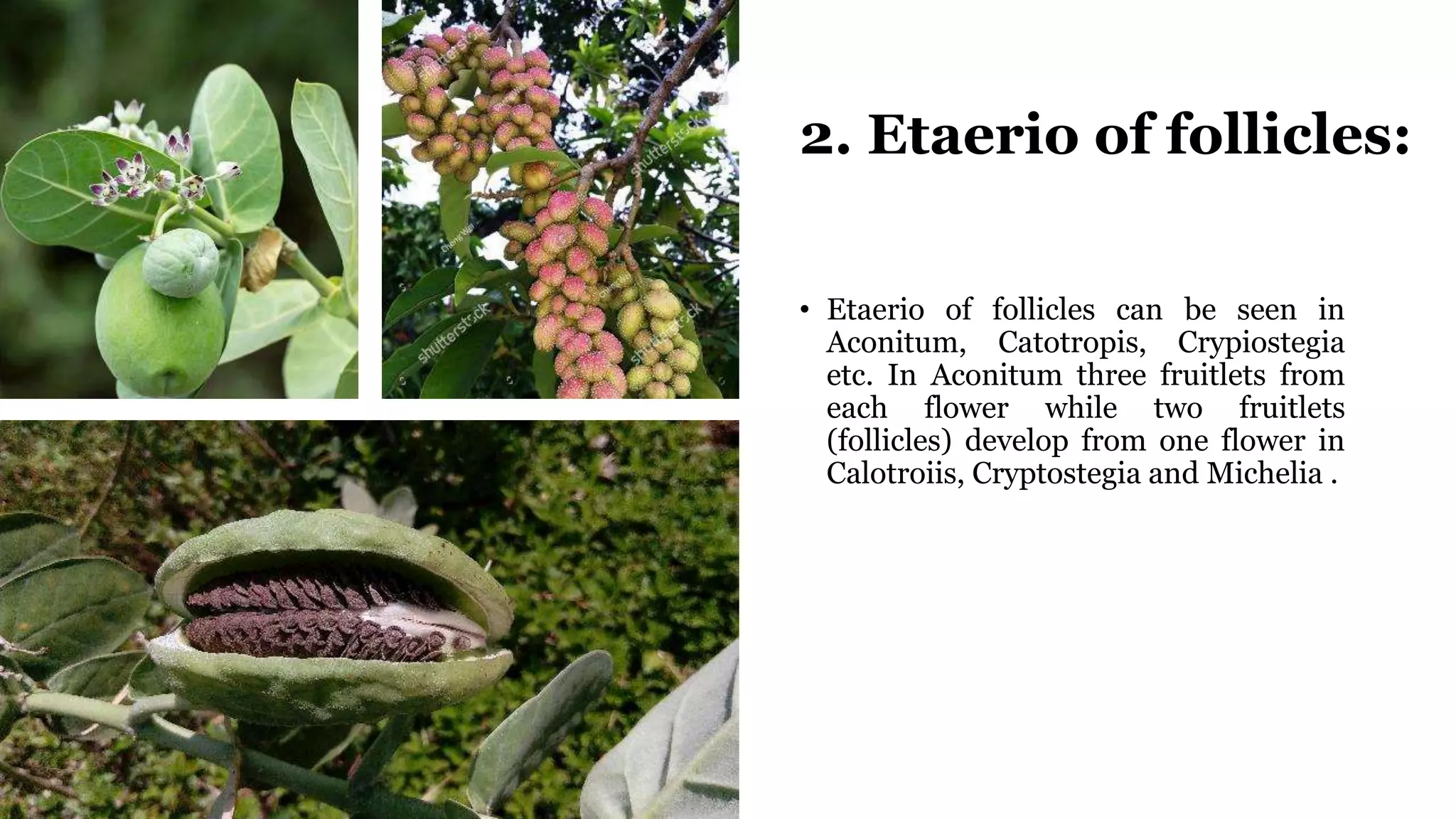 2. Etaerio of follicles:
• Etaerio of follicles can be seen in
Aconitum, Catotropis, Crypiostegia
etc. In Aconitum three fruitlets from
each flower while two fruitlets
(follicles) develop from one flower in
Calotroiis, Cryptostegia and Michelia .
 