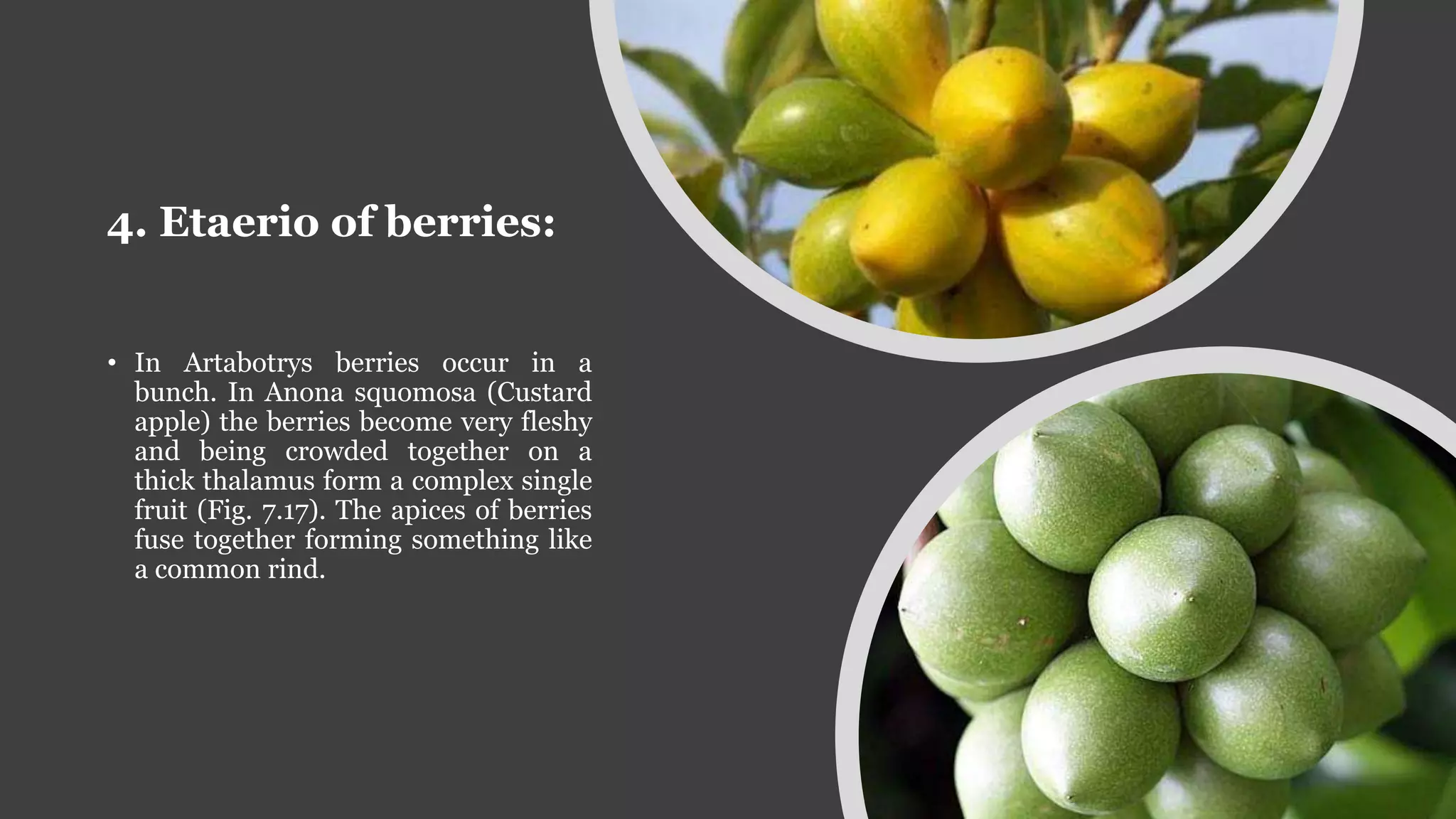 4. Etaerio of berries:
• In Artabotrys berries occur in a
bunch. In Anona squomosa (Custard
apple) the berries become very fleshy
and being crowded together on a
thick thalamus form a complex single
fruit (Fig. 7.17). The apices of berries
fuse together forming something like
a common rind.
 
