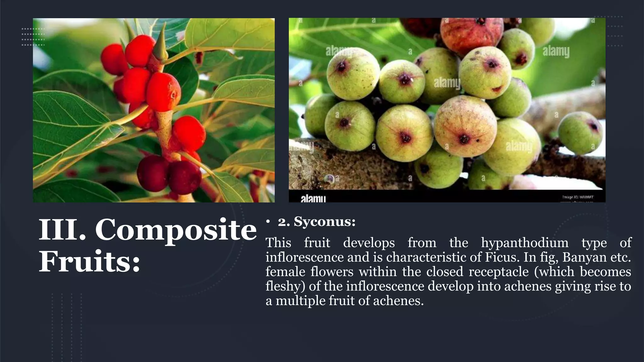 III. Composite
Fruits:
• 2. Syconus:
This fruit develops from the hypanthodium type of
inflorescence and is characteristic of Ficus. In fig, Banyan etc.
female flowers within the closed receptacle (which becomes
fleshy) of the inflorescence develop into achenes giving rise to
a multiple fruit of achenes.
 