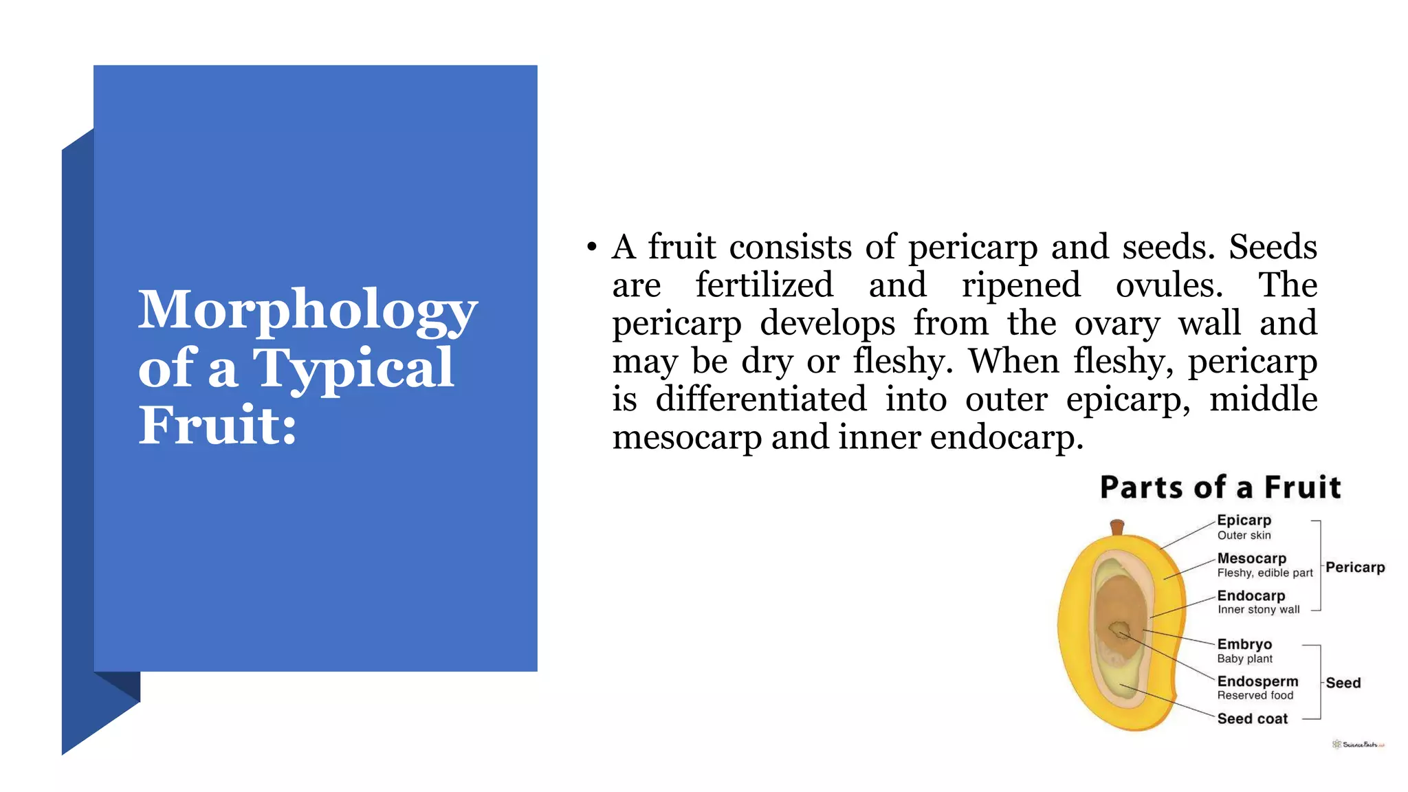 Morphology
of a Typical
Fruit:
• A fruit consists of pericarp and seeds. Seeds
are fertilized and ripened ovules. The
pericarp develops from the ovary wall and
may be dry or fleshy. When fleshy, pericarp
is differentiated into outer epicarp, middle
mesocarp and inner endocarp.
 