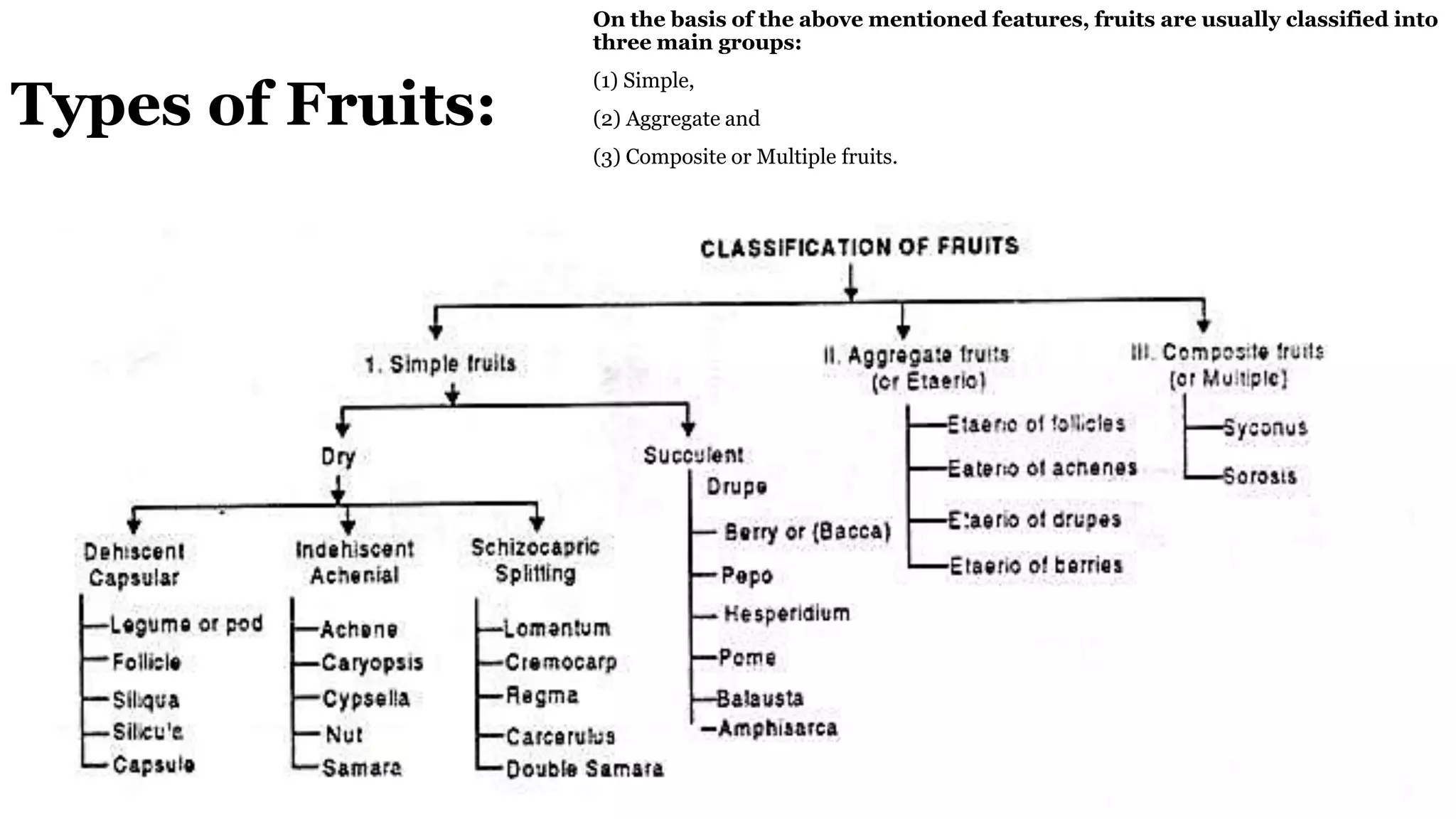 Types of Fruits:
On the basis of the above mentioned features, fruits are usually classified into
three main groups:
(1) Simple,
(2) Aggregate and
(3) Composite or Multiple fruits.
 