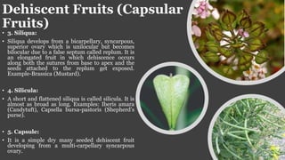 Fruits and their classification.pptx