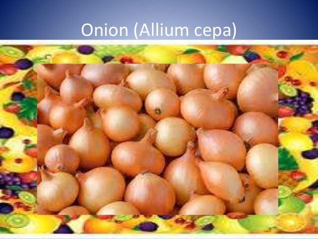 chikoo fruit in urdu chikoo fruit in urdu