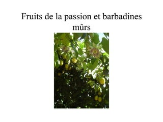 Fruits de la passion et barbadines
               mûrs
 
