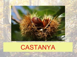 CASTANYA
 