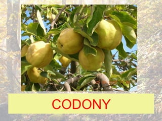 CODONY
 