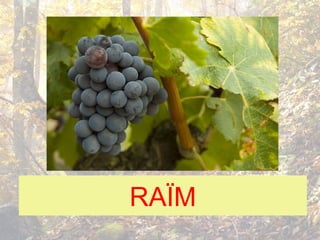 RAÏM
 