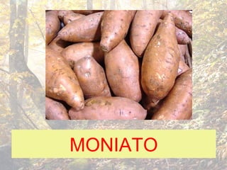 MONIATO
 