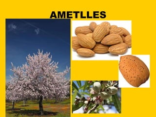 AMETLLES 