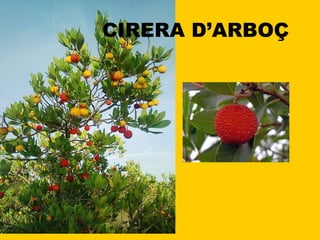 CIRERA D’ARBOÇ 