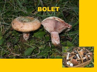 BOLET 