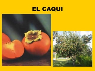EL CAQUI 