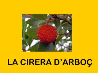LA CIRERA D’ARBOÇ 