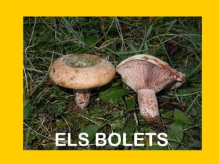 ELS BOLETS 