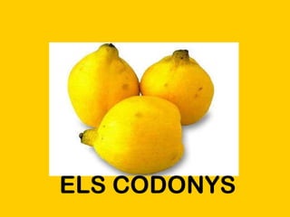 ELS CODONYS 