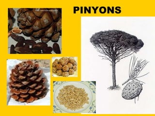 PINYONS 