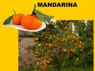 MANDARINA 
