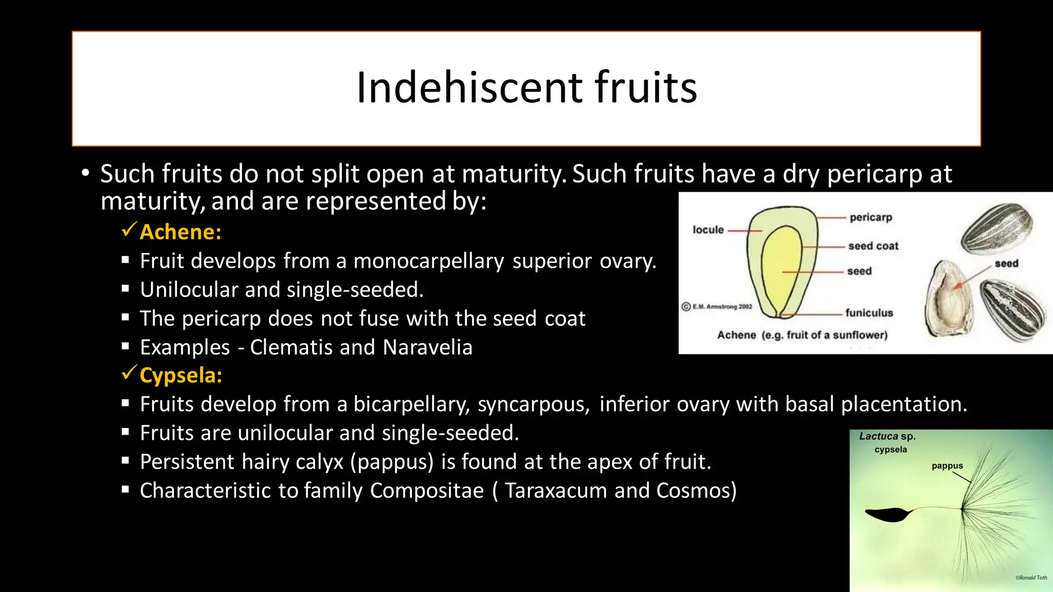 Indehiscent fruits
• Such fruits do not split open at maturity.Such fruits have a dry pericarp at
maturity,and are represented by:
✓Achene:
▪ Fruit develops from a monocarpellary superior ovary.
▪ Unilocular and single-seeded.
▪ The pericarp does not fuse with the seed coat
▪ Examples - Clematis and Naravelia
✓Cypsela:
▪ Fruits develop from a bicarpellary, syncarpous, inferior ovary with basal placentation.
▪ Fruits are unilocular and single-seeded.
▪ Persistent hairy calyx (pappus) is found at the apex of fruit.
▪ Characteristic to family Compositae ( Taraxacum and Cosmos)
 