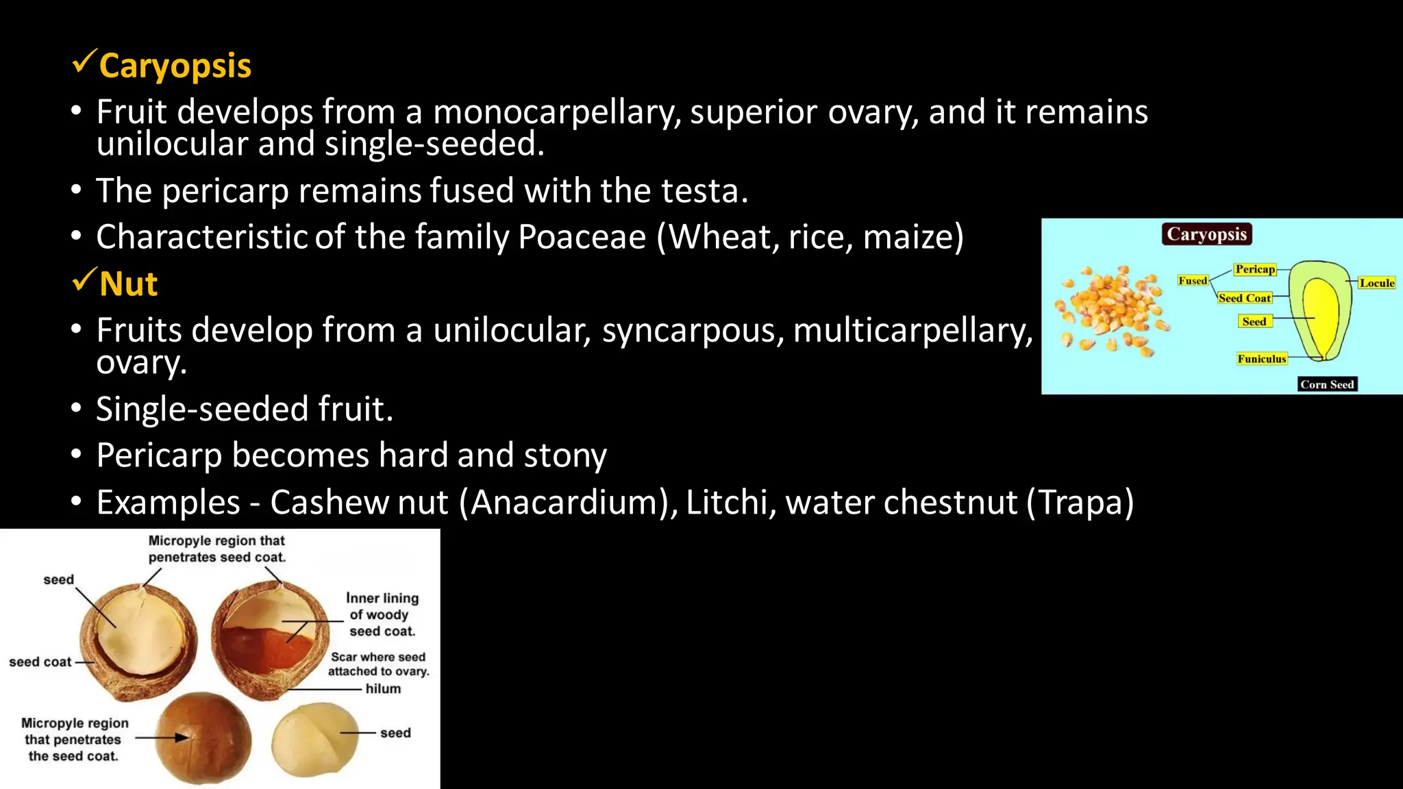 ✓Caryopsis
• Fruit develops from a monocarpellary, superior ovary, and it remains
unilocular and single-seeded.
• The pericarp remains fused with the testa.
• Characteristicof the family Poaceae (Wheat, rice, maize)
✓Nut
• Fruits develop from a unilocular, syncarpous, multicarpellary, superior
ovary.
• Single-seeded fruit.
• Pericarp becomes hard and stony
• Examples - Cashew nut (Anacardium),Litchi, water chestnut (Trapa)
 