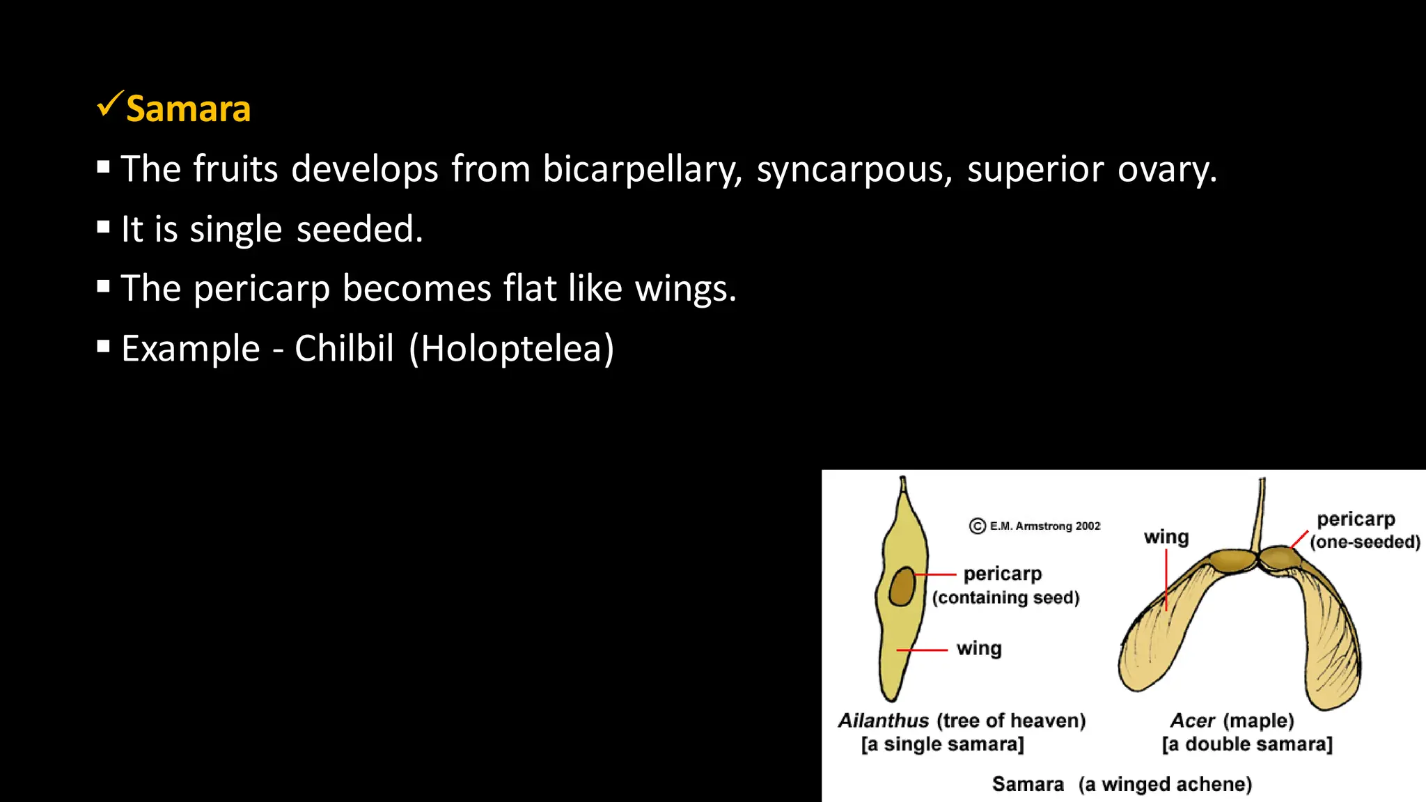 ✓Samara
▪ The fruits develops from bicarpellary, syncarpous, superior ovary.
▪ It is single seeded.
▪ The pericarp becomes flat like wings.
▪ Example - Chilbil (Holoptelea)
 