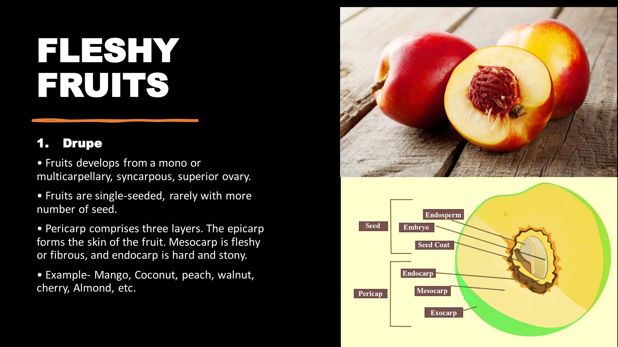 FLESHY
FRUITS
1. Drupe
• Fruits develops from a mono or
multicarpellary, syncarpous, superior ovary.
• Fruits are single-seeded, rarely with more
number of seed.
• Pericarp comprises three layers. The epicarp
forms the skin of the fruit. Mesocarp is fleshy
or fibrous, and endocarp is hard and stony.
• Example- Mango, Coconut, peach, walnut,
cherry, Almond, etc.
 