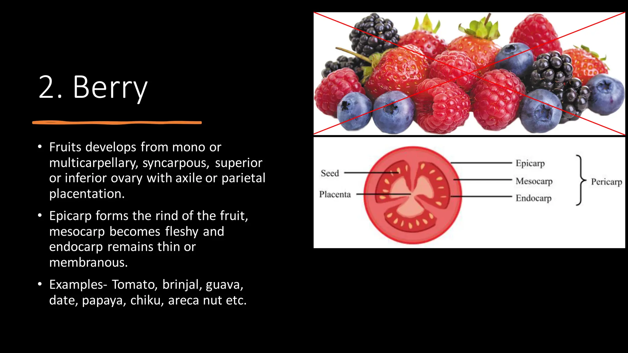 2. Berry
• Fruits develops from mono or
multicarpellary, syncarpous, superior
or inferior ovary with axile or parietal
placentation.
• Epicarp forms the rind of the fruit,
mesocarp becomes fleshy and
endocarp remains thin or
membranous.
• Examples- Tomato, brinjal, guava,
date, papaya, chiku, areca nut etc.
 