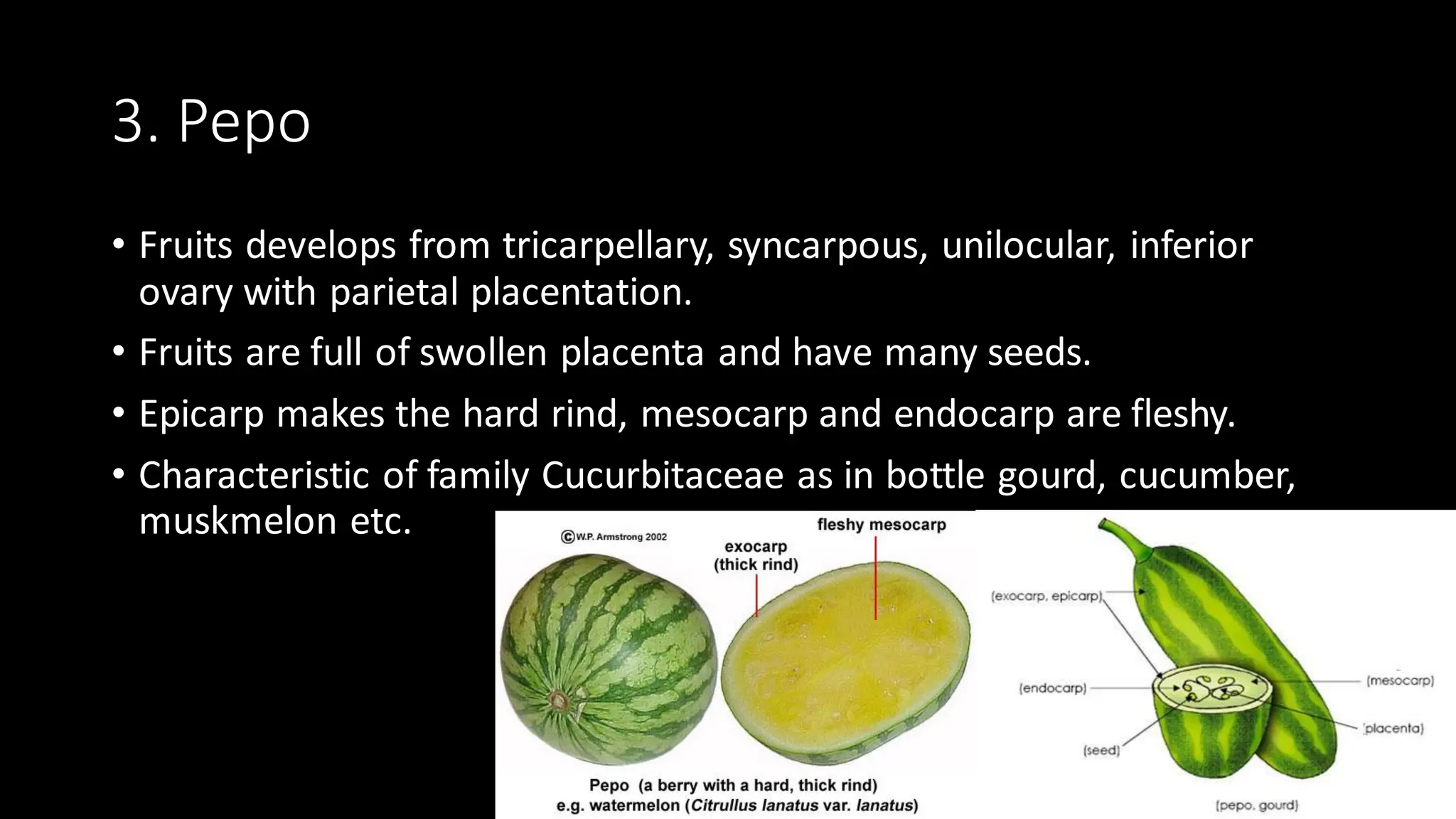 3. Pepo
• Fruits develops from tricarpellary, syncarpous, unilocular, inferior
ovary with parietal placentation.
• Fruits are full of swollen placenta and have many seeds.
• Epicarp makes the hard rind, mesocarp and endocarp are fleshy.
• Characteristic of family Cucurbitaceae as in bottle gourd, cucumber,
muskmelon etc.
 