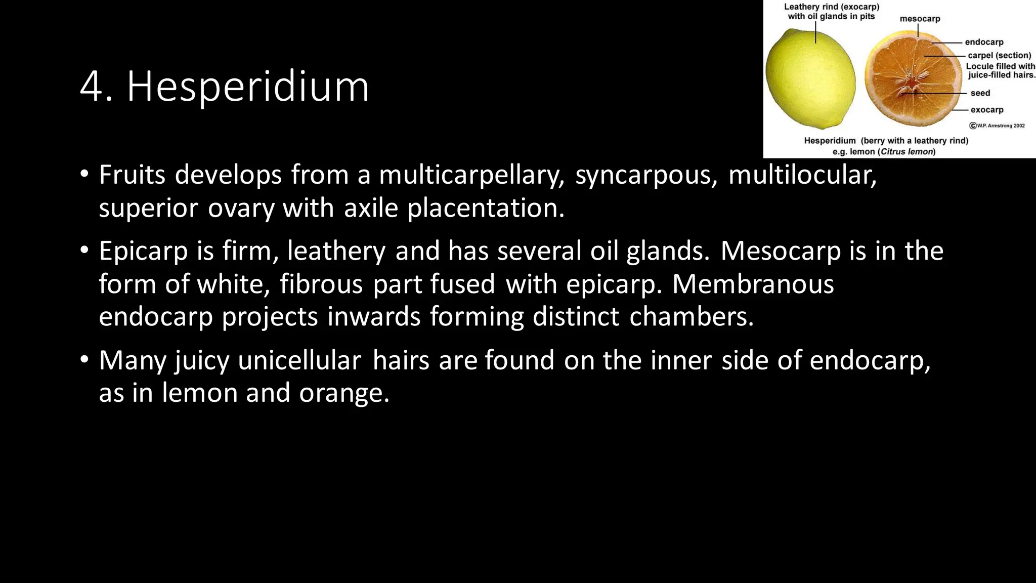4. Hesperidium
• Fruits develops from a multicarpellary, syncarpous, multilocular,
superior ovary with axile placentation.
• Epicarp is firm, leathery and has several oil glands. Mesocarp is in the
form of white, fibrous part fused with epicarp. Membranous
endocarp projects inwards forming distinct chambers.
• Many juicy unicellular hairs are found on the inner side of endocarp,
as in lemon and orange.
 