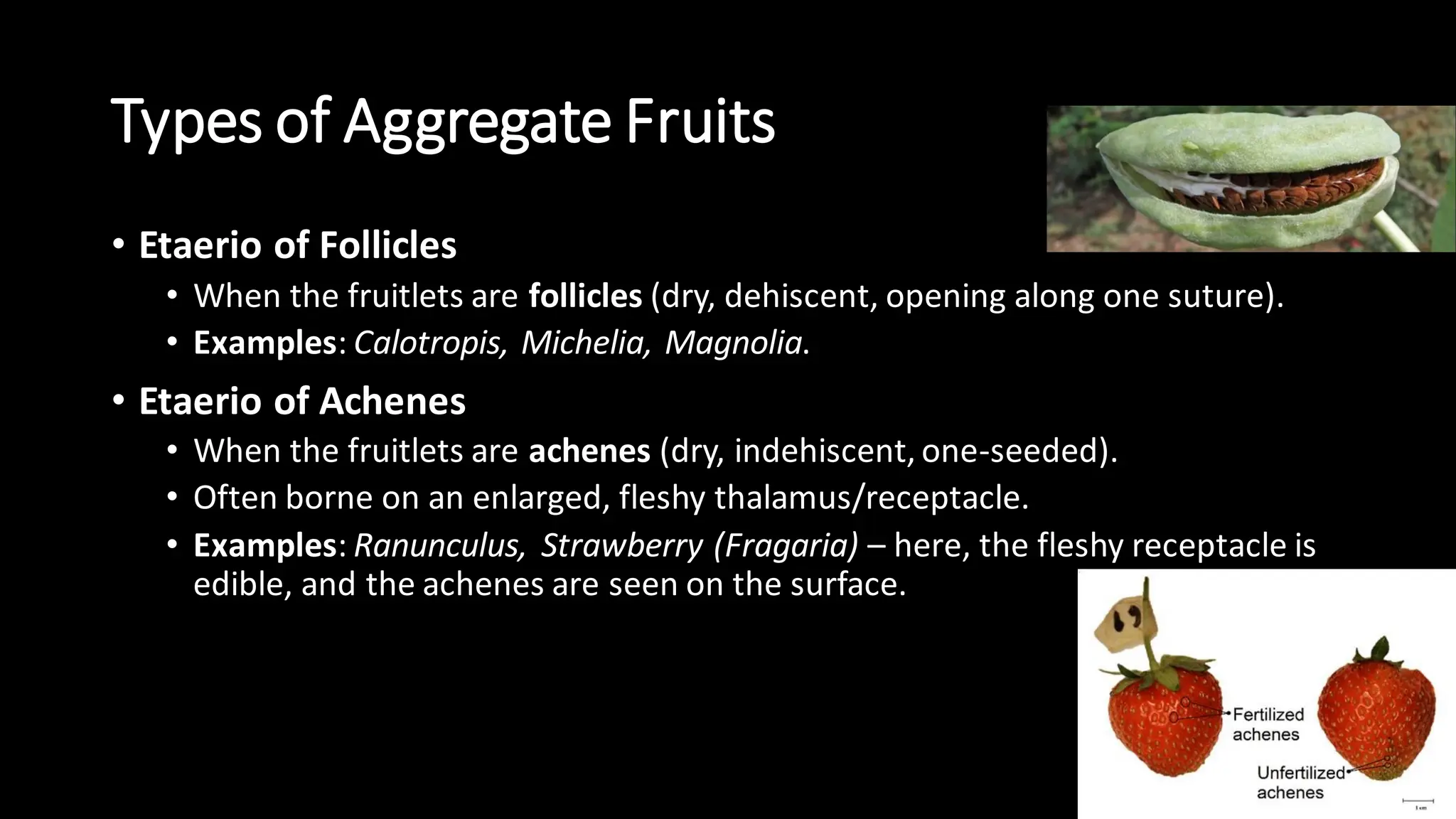 Types of Aggregate Fruits
• Etaerio of Follicles
• When the fruitlets are follicles (dry, dehiscent, opening along one suture).
• Examples: Calotropis, Michelia, Magnolia.
• Etaerio of Achenes
• When the fruitlets are achenes (dry, indehiscent, one-seeded).
• Often borne on an enlarged, fleshy thalamus/receptacle.
• Examples: Ranunculus, Strawberry (Fragaria) – here, the fleshy receptacle is
edible, and the achenes are seen on the surface.
 