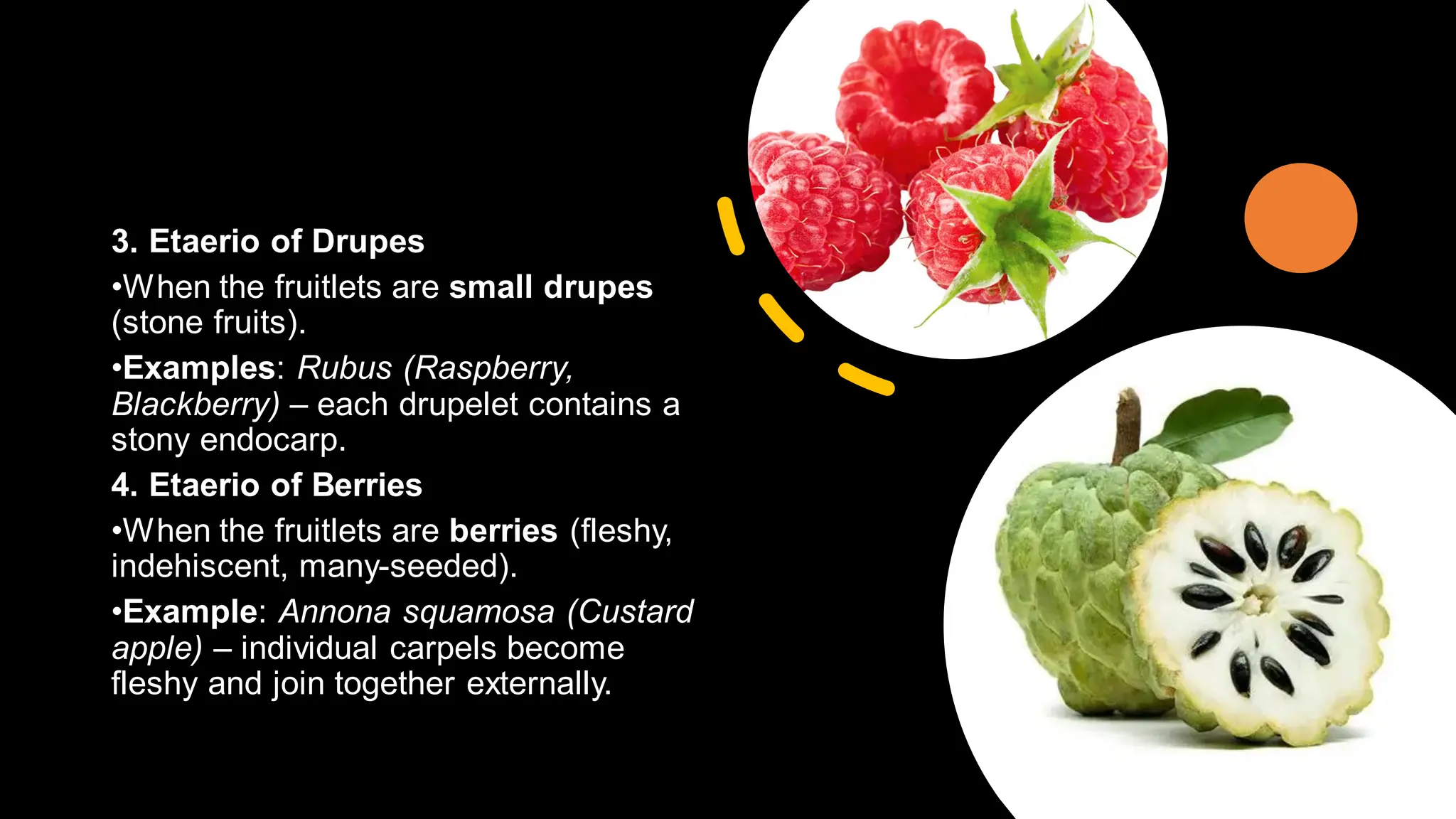 3. Etaerio of Drupes
•When the fruitlets are small drupes
(stone fruits).
•Examples: Rubus (Raspberry,
Blackberry) – each drupelet contains a
stony endocarp.
4. Etaerio of Berries
•When the fruitlets are berries (fleshy,
indehiscent, many-seeded).
•Example: Annona squamosa (Custard
apple) – individual carpels become
fleshy and join together externally.
 