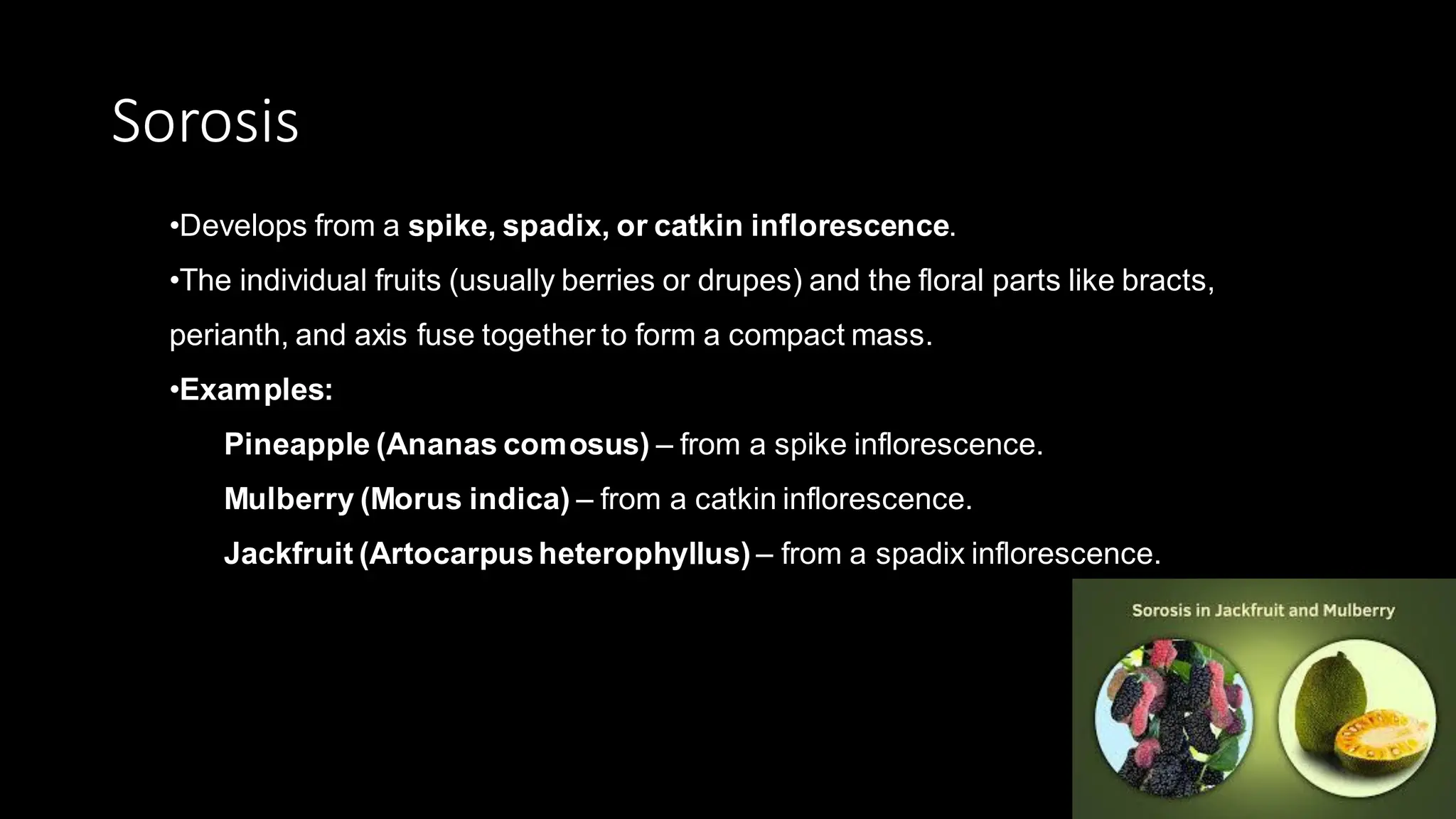 Sorosis
•Develops from a spike, spadix, or catkin inflorescence.
•The individual fruits (usually berries or drupes) and the floral parts like bracts,
perianth, and axis fuse together to form a compact mass.
•Examples:
Pineapple (Ananas comosus) – from a spike inflorescence.
Mulberry (Morus indica) – from a catkin inflorescence.
Jackfruit (Artocarpusheterophyllus) – from a spadix inflorescence.
 