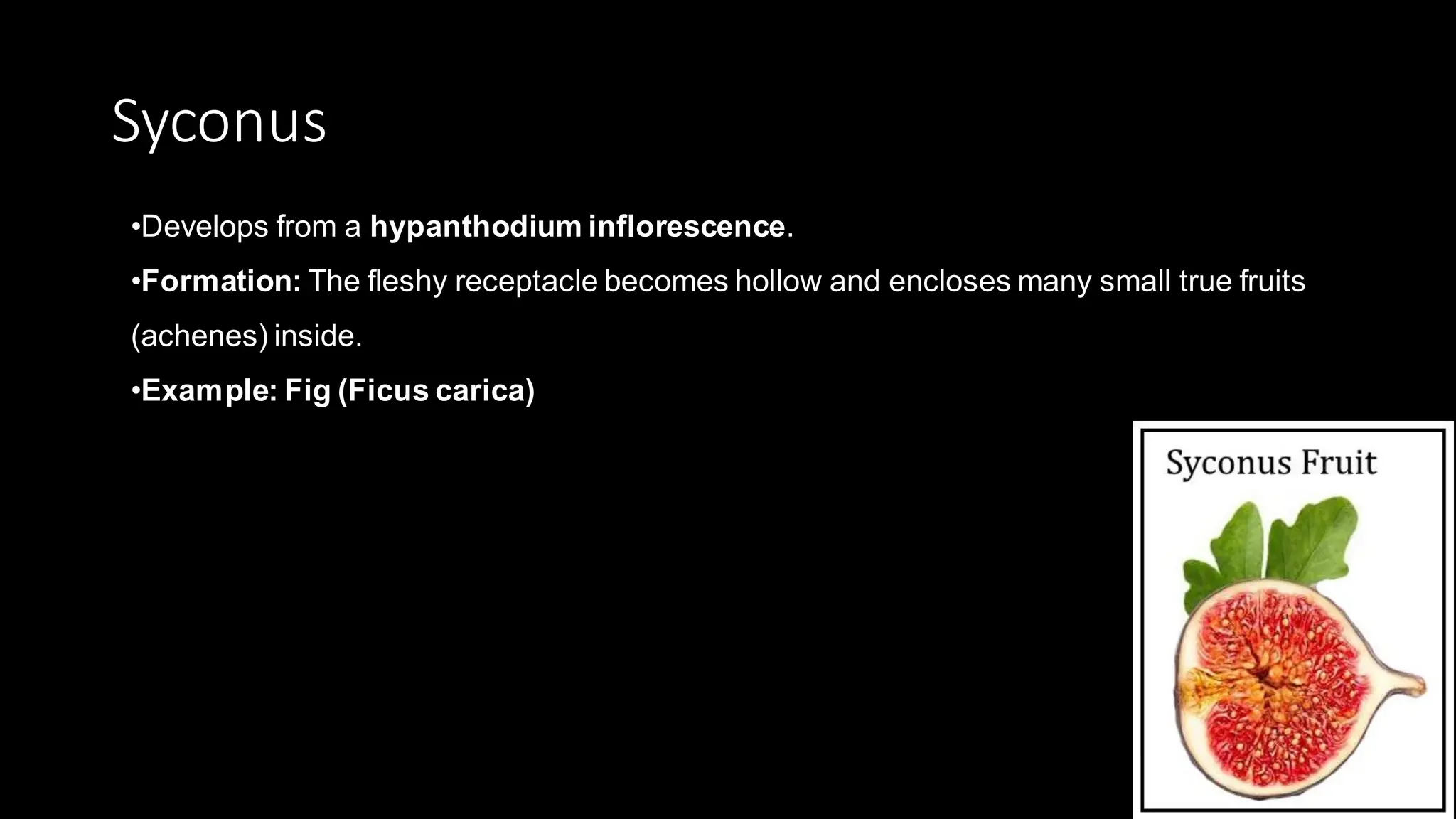 Syconus
•Develops from a hypanthodium inflorescence.
•Formation: The fleshy receptacle becomes hollow and encloses many small true fruits
(achenes) inside.
•Example: Fig (Ficus carica)
 