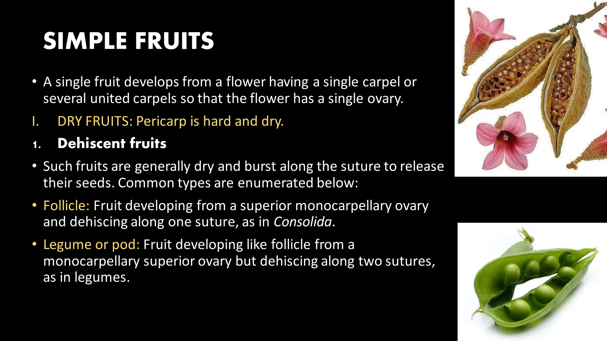 SIMPLE FRUITS
• A single fruit develops from a flower having a single carpel or
several united carpels so that the flower has a single ovary.
I. DRY FRUITS: Pericarp is hard and dry.
1. Dehiscent fruits
• Such fruits are generally dry and burst along the suture to release
their seeds. Common types are enumerated below:
• Follicle: Fruit developing from a superior monocarpellary ovary
and dehiscing along one suture, as in Consolida.
• Legume or pod: Fruit developing like follicle from a
monocarpellary superior ovary but dehiscing along two sutures,
as in legumes.
 