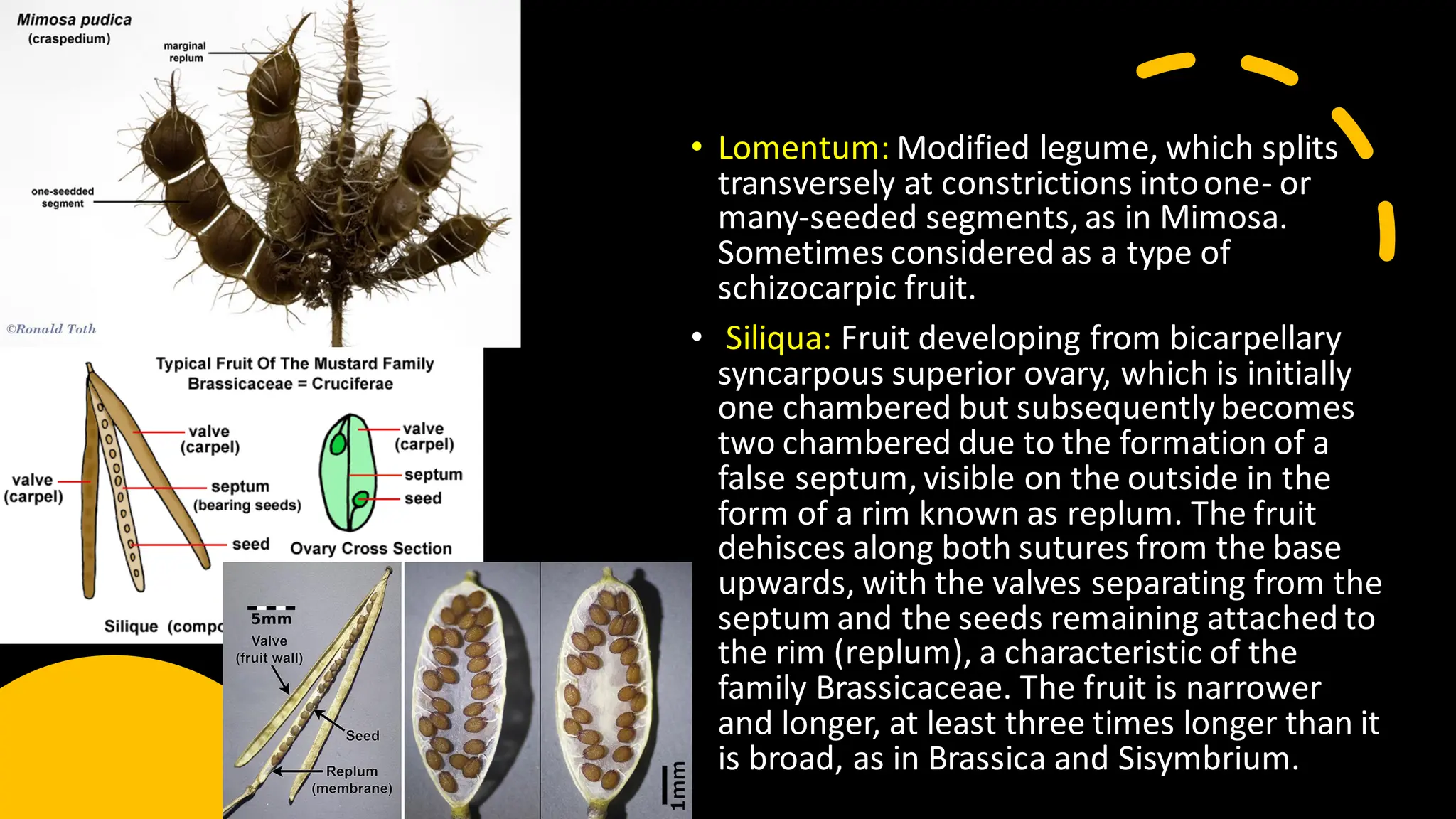 • Lomentum: Modified legume, which splits
transversely at constrictions intoone- or
many-seeded segments, as in Mimosa.
Sometimes considered as a type of
schizocarpic fruit.
• Siliqua: Fruit developing from bicarpellary
syncarpous superior ovary, which is initially
one chambered but subsequentlybecomes
two chambered due to the formation of a
false septum, visible on the outside in the
form of a rim known as replum. The fruit
dehisces along both sutures from the base
upwards, with the valves separating from the
septum and the seeds remaining attached to
the rim (replum), a characteristic of the
family Brassicaceae. The fruit is narrower
and longer, at least three times longer than it
is broad, as in Brassica and Sisymbrium.
 