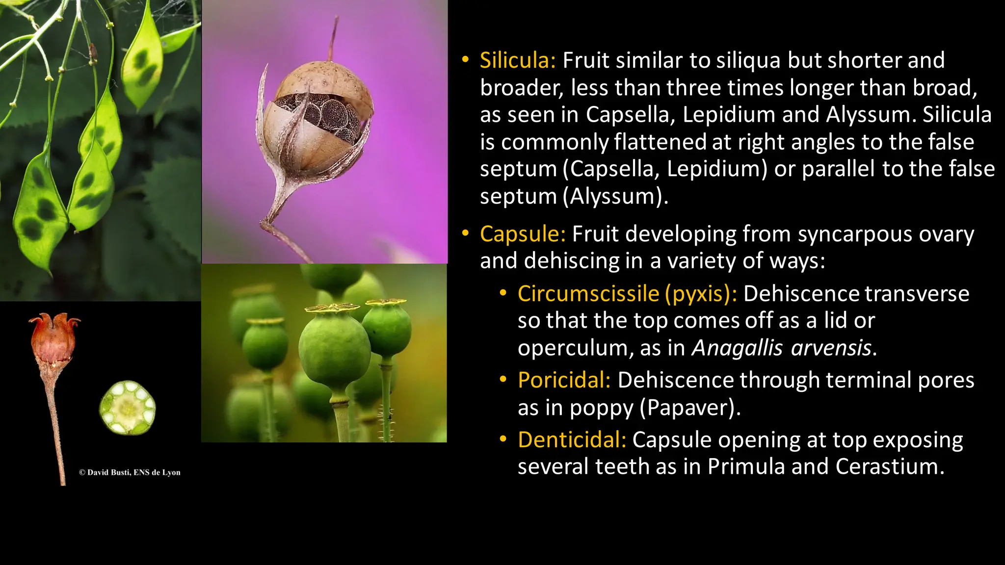 • Silicula: Fruit similar to siliqua but shorter and
broader, less than three times longer than broad,
as seen in Capsella, Lepidium and Alyssum. Silicula
is commonly flattened at right angles to the false
septum (Capsella, Lepidium) or parallel to the false
septum (Alyssum).
• Capsule: Fruit developing from syncarpous ovary
and dehiscing in a variety of ways:
• Circumscissile (pyxis): Dehiscence transverse
so that the top comes off as a lid or
operculum, as in Anagallis arvensis.
• Poricidal: Dehiscence through terminal pores
as in poppy (Papaver).
• Denticidal: Capsule opening at top exposing
several teeth as in Primula and Cerastium.
 