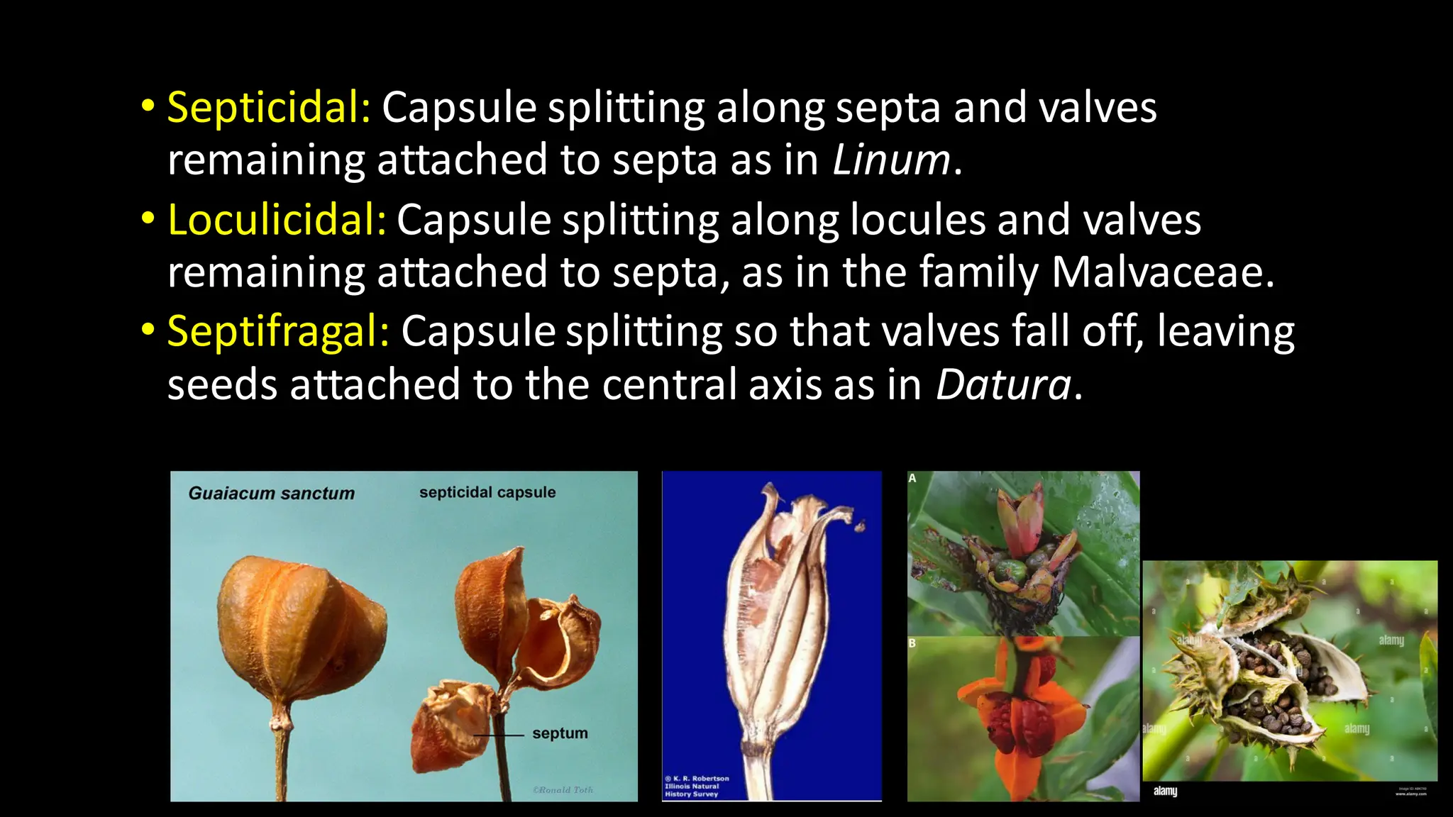 • Septicidal: Capsule splitting along septa and valves
remaining attached to septa as in Linum.
• Loculicidal: Capsule splitting along locules and valves
remaining attached to septa, as in the family Malvaceae.
• Septifragal: Capsule splitting so that valves fall off, leaving
seeds attached to the central axis as in Datura.
 