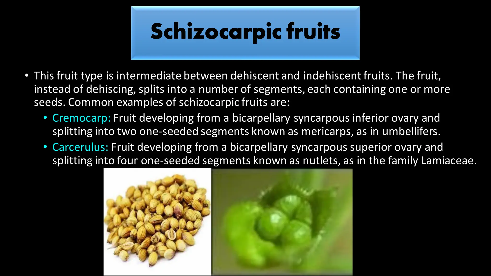• This fruit type is intermediate between dehiscent and indehiscent fruits. The fruit,
instead of dehiscing, splits into a number of segments, each containing one or more
seeds. Common examples of schizocarpic fruits are:
• Cremocarp: Fruit developing from a bicarpellary syncarpous inferior ovary and
splitting into two one-seeded segments known as mericarps, as in umbellifers.
• Carcerulus: Fruit developing from a bicarpellary syncarpous superior ovary and
splitting into four one-seeded segments known as nutlets, as in the family Lamiaceae.
 
