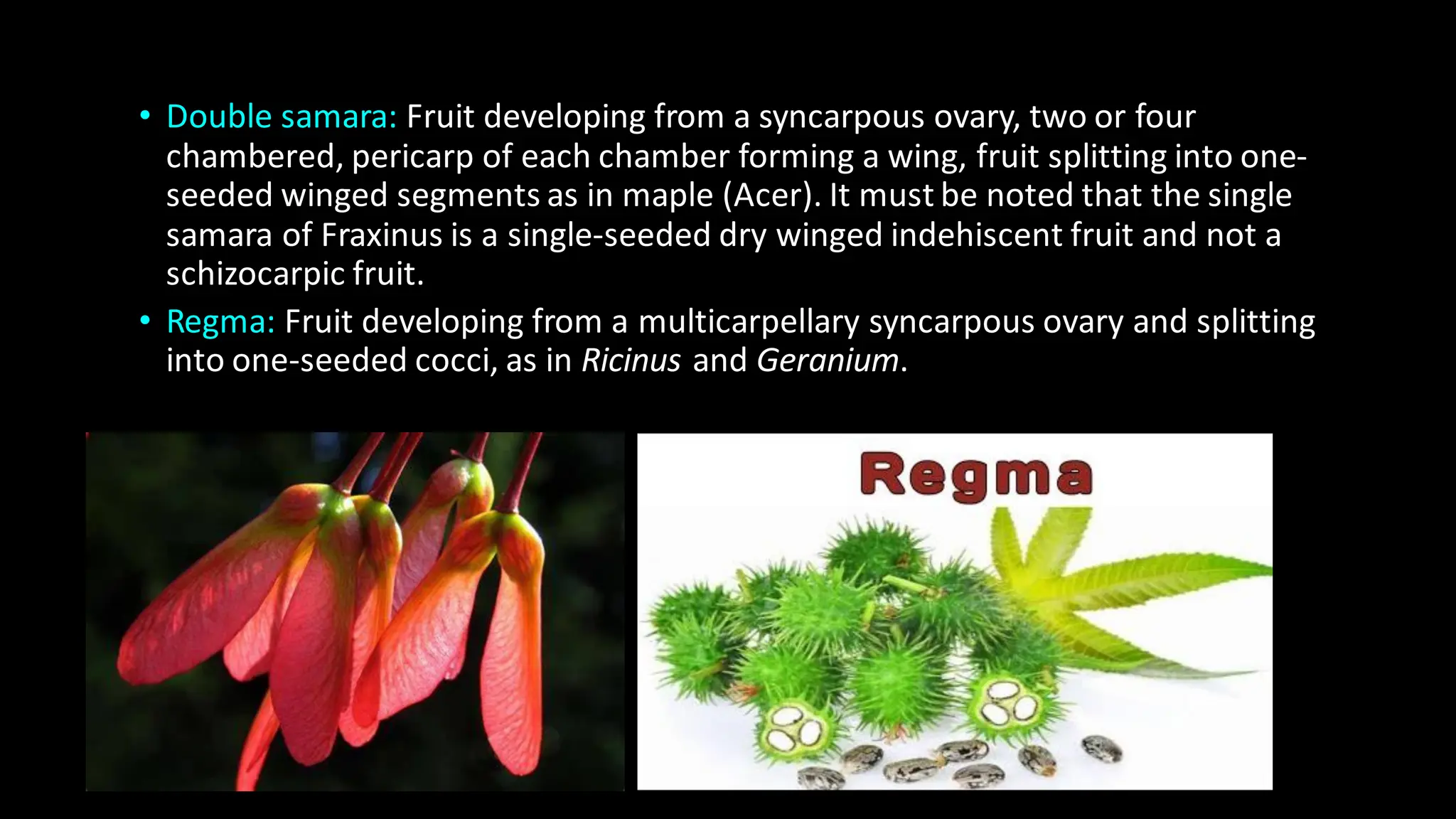 • Double samara: Fruit developing from a syncarpous ovary, two or four
chambered, pericarp of each chamber forming a wing, fruit splitting into one-
seeded winged segments as in maple (Acer). It must be noted that the single
samara of Fraxinus is a single-seeded dry winged indehiscent fruit and not a
schizocarpic fruit.
• Regma: Fruit developing from a multicarpellary syncarpous ovary and splitting
into one-seeded cocci, as in Ricinus and Geranium.
 