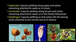 Septum Fruit Example TYPES OF FRUITS- SIMPLE FRUITS, AGGREGATE FRUITS, COMPOSITE FRUITS | PDF