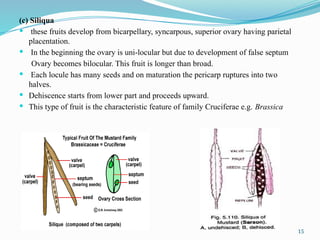 Septum Fruit Example FRUITS IN FLOWERING PLANTS - Copy.pptx.... | PPTX
