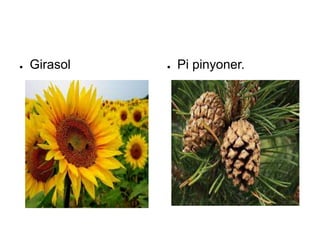 ● Girasol ● Pi pinyoner.
 
