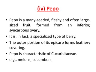 Fruits & seeds | PPTX