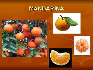MANDARINA
 