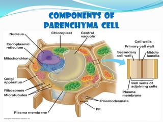 COMPONENTS OF
PARENCHYMA CELL
 