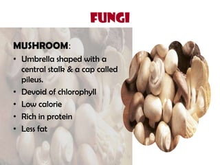 FUNGI
MUSHROOM:
• Umbrella shaped with a
central stalk & a cap called
pileus.
• Devoid of chlorophyll
• Low calorie
• Rich in protein
• Less fat
 