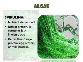 ALGAE
SPIRULINA:
• Nutrient dense food
• Rich in protein, B-
carotene & γ-
linolenic acid
• Better than 1 soya
protein, egg protein
or milk protein.
 